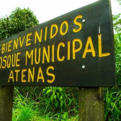 atenas municipal forest 1