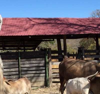 Farm for sale cañas guanacaste costa rica