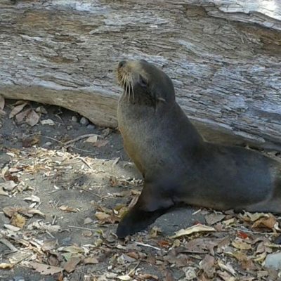 sea lions in jaco