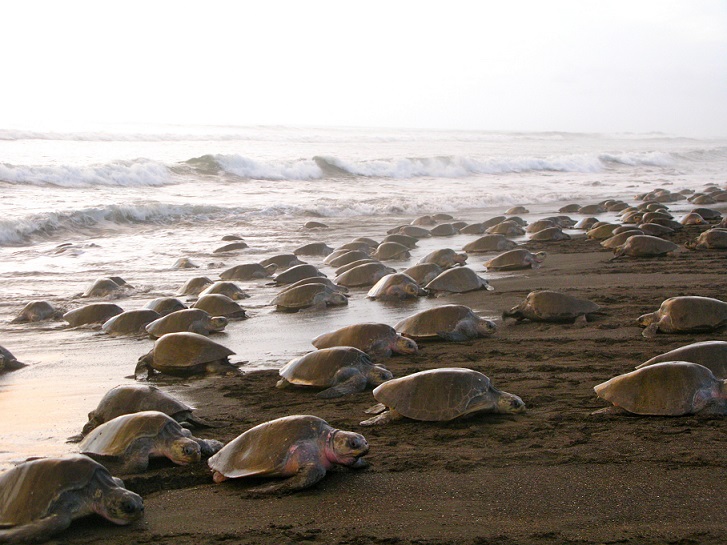 turtles costa rica bucket list